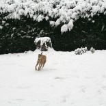 Durch den Schnee-Garten pesen :-)