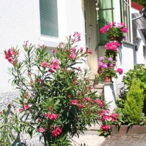 Oleander vor dem Treppeneingang mit Geranien
