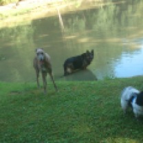 Alle drei Wasserhunde
